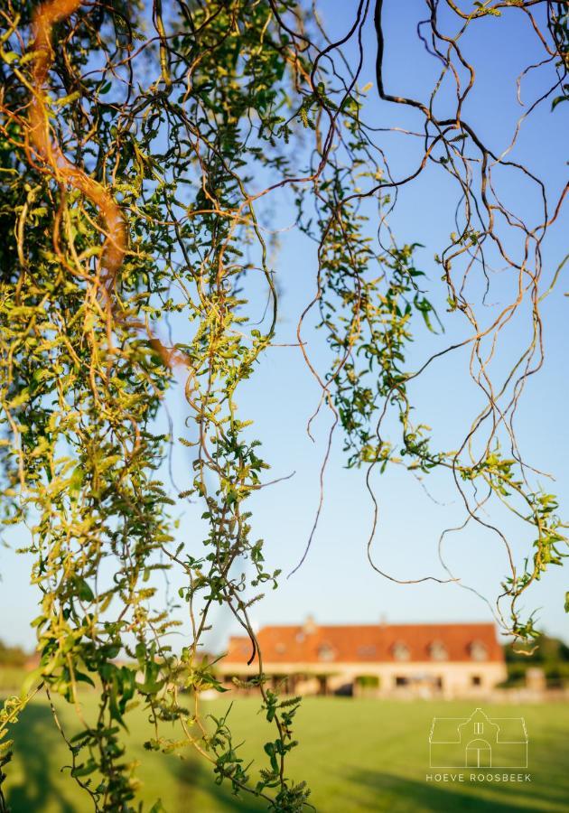 Hoeve Roosbeek Zepperen Exterior foto